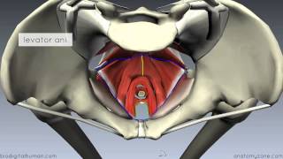 Pelvic Floor Part 1  The Pelvic Diaphragm  3D Anatomy Tutorial [upl. by Sitnalta]