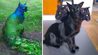 15 Abnormally Strange Cats That Actually Exist [upl. by Mordy]