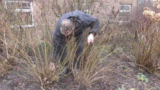 Pruning Weigela [upl. by Lottie171]