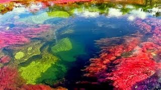 Caño Cristales el río de los 5 colores  Colombia [upl. by Hillary204]