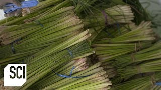 Lemongrass Oil  How Its Made [upl. by Kcirederf]