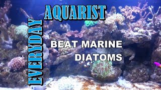 How To Kill Marine Aquarium Brown Algae amp Diatoms [upl. by Oguh]