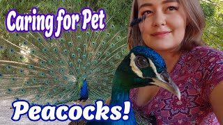 Peacock Care Everything You Need to Know About Peafowl [upl. by Tnelc]