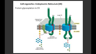 Lecture 3 Protein glycosylation in ER [upl. by Jillayne]