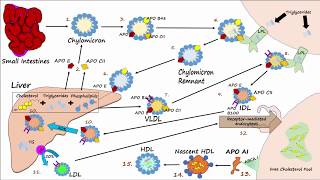 Lipid amp Lipoprotein Processing Part 3  Formation of LDL and HDL [upl. by Platt485]