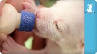 Bottle Feeding 14 Day Old Puppies [upl. by Hemingway]