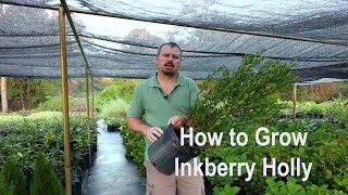 How to grow Inkberry Hollies Ilex glabra with detailed description [upl. by Krongold]