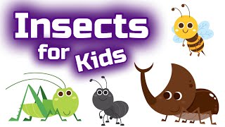 Insects for Kids [upl. by Erie63]