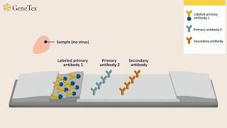 How a Rapid Virus Antigen Test Works [upl. by Nyla]