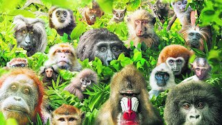 These Are All Primates That Currently Exist [upl. by Anjali]