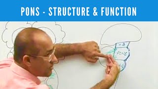 Pons  Structure and Function  Neuroanatomy [upl. by Arie]