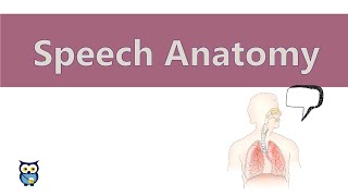 Speech Anatomy [upl. by Emmeline]