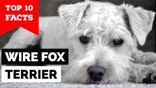 Wire Fox Terrier  Top 10 Facts Hunting Dog [upl. by Connelley16]