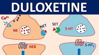 Duloxetine cymbalta  Mechanism precautions interactions amp uses [upl. by Irra]