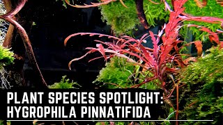 Plant Species Spotlight Hygrophila Pinnatifida  How to Care for Grown and Propagate Hygrophila [upl. by Egbert72]