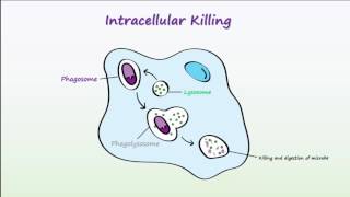 Phagocytosis [upl. by Anewor]