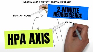 2Minute Neuroscience HPA Axis [upl. by Ahsurej838]