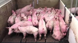 Smart Pig Handling  Part 1 of 2  Basic Pig Behaviour [upl. by Towne]