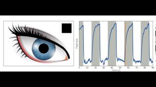 What Is Pupillary Distance  Payne Glasses [upl. by Ialocin]