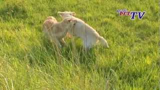 Golden Retriever Informationen zur Rasse [upl. by Ashling783]