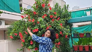 All About Hibiscus  Gudhal  China Rose Fun Gardening [upl. by Doxia]