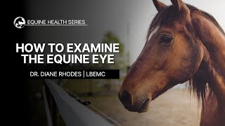 How to Examine the Equine Eye [upl. by Ennylyak]