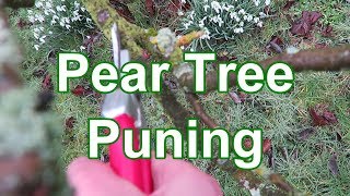 Pear Tree Pruning Tutorial [upl. by Airotkciv]