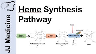 Heme Synthesis Pathway [upl. by Lleda898]