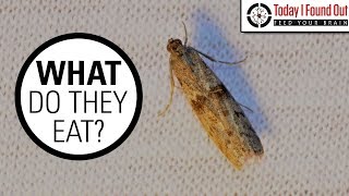 The Truth About Clothes Moths [upl. by Nagyam]