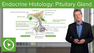 Endocrine Histology Pituitary Gland – Histology  Lecturio [upl. by Zoara]