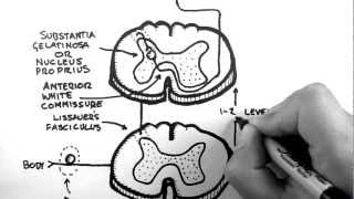 Spinal Pathways 3  Spinothalamic Tract [upl. by Oelc21]