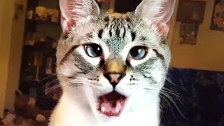 THE BEST CUTE AND FUNNY CAT VIDEOS OF 2023 🐱 [upl. by Frasier14]