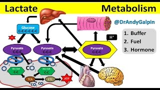 What Lactate is amp What it ACTUALLY does 5 Min Phys [upl. by Grant]