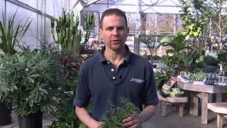 Caring for a Schefflera Plant [upl. by Freyah]