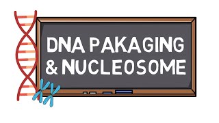 DNA Packaging amp Nucleosome  Chromosome Formation  Pocket Bio [upl. by Eimoan]