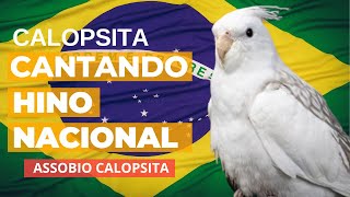 Calopsita Cantando Hino Nacional  ASSOBIO CALOPSITA [upl. by Ewolram]