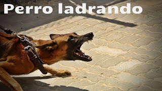 SONIDO DE PERRO GRUÑENDO Y LADRANDO  Efecto de sonido [upl. by Enileda]