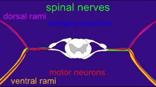 SPINAL CORD ROOTS AND RAMI [upl. by Cathyleen]