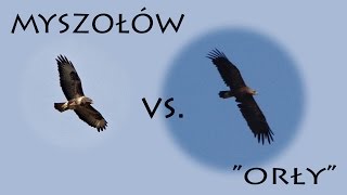 Krajowe drapole cz1 Myszołów vs quotorłyquot [upl. by Gereron564]