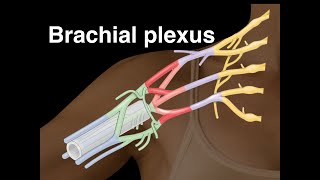 Brachial plexus [upl. by Ahsytal120]