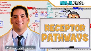 Endocrinology  Receptor Pathways [upl. by Yanaj930]