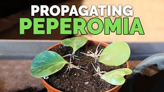 How to Propagate Peperomia 2 Easy Methods [upl. by Hadley756]