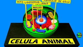 Como hacer una MAQUETA CELULA ANIMAL [upl. by Leile]