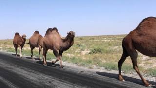 Kazakhstan the country of the great steppe [upl. by Yart48]