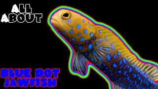 All About The Blue Dot Jawfish or Blue Spotted Jawfish [upl. by Satterfield]