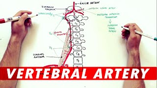 Anatomy Tutorial  The Vertebral Artery [upl. by Profant426]