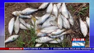 ¡Lluvia de Peces reportan pobladores de Yoro Honduras [upl. by Zolnay]