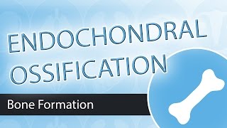 Endochondral Ossification [upl. by Eillor]