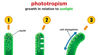 Mechanisms of Plant Growth [upl. by Ahsinnek388]