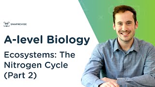 Ecosystems The Nitrogen Cycle  Alevel Biology  OCR AQA Edexcel [upl. by Eekaz724]